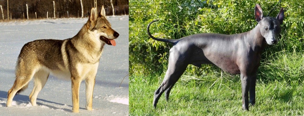 Peruvian Hairless vs Czechoslovakian Wolfdog - Breed Comparison