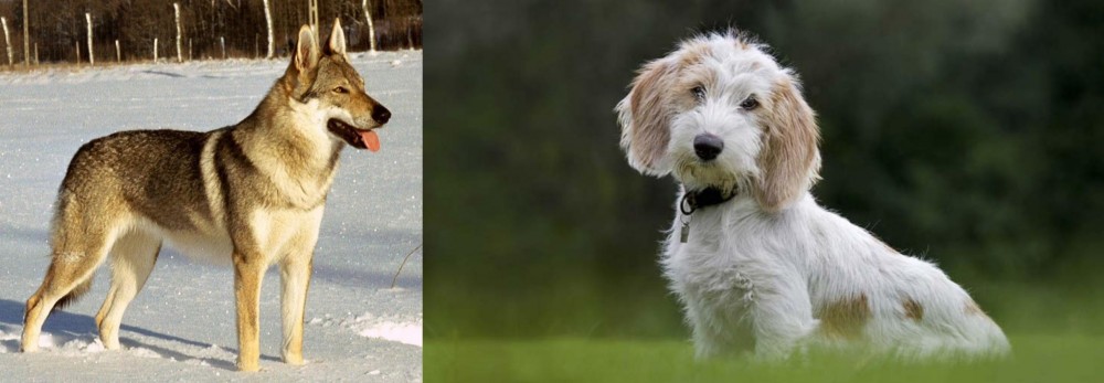 Petit Basset Griffon Vendeen vs Czechoslovakian Wolfdog - Breed Comparison