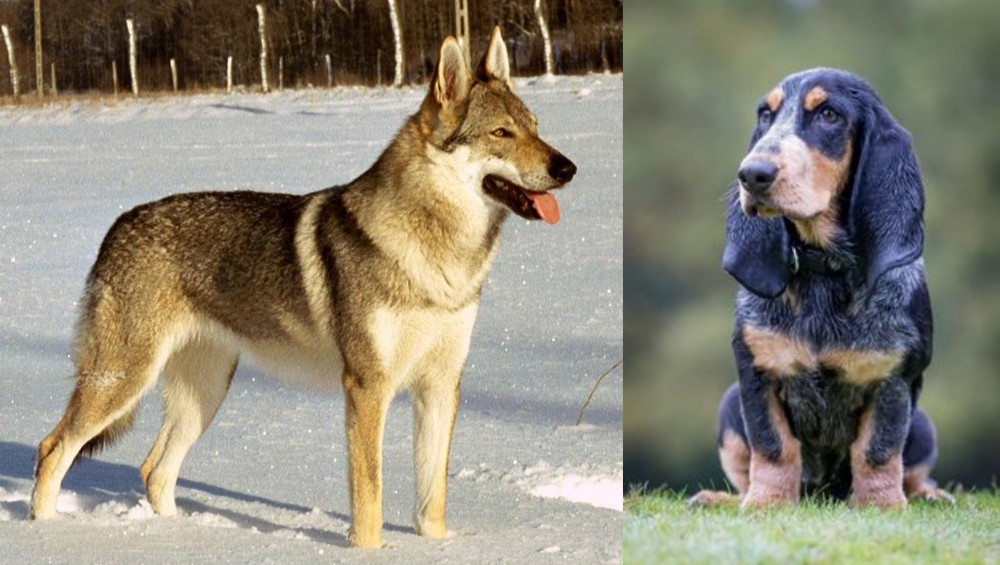 Petit Bleu de Gascogne vs Czechoslovakian Wolfdog - Breed Comparison