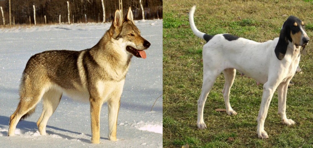 Petit Gascon Saintongeois vs Czechoslovakian Wolfdog - Breed Comparison