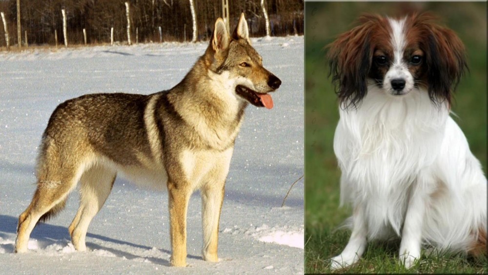 Phalene vs Czechoslovakian Wolfdog - Breed Comparison