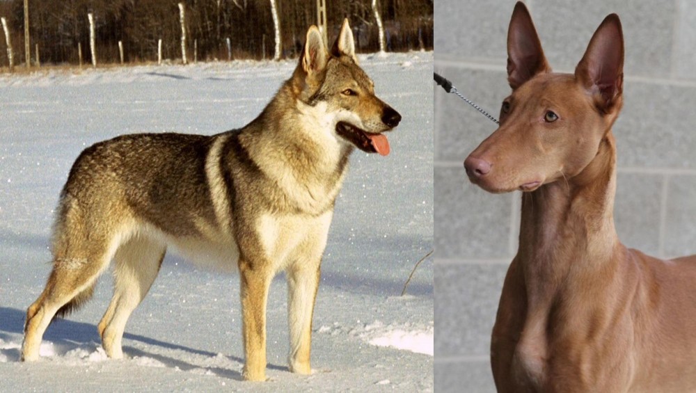 Pharaoh Hound vs Czechoslovakian Wolfdog - Breed Comparison