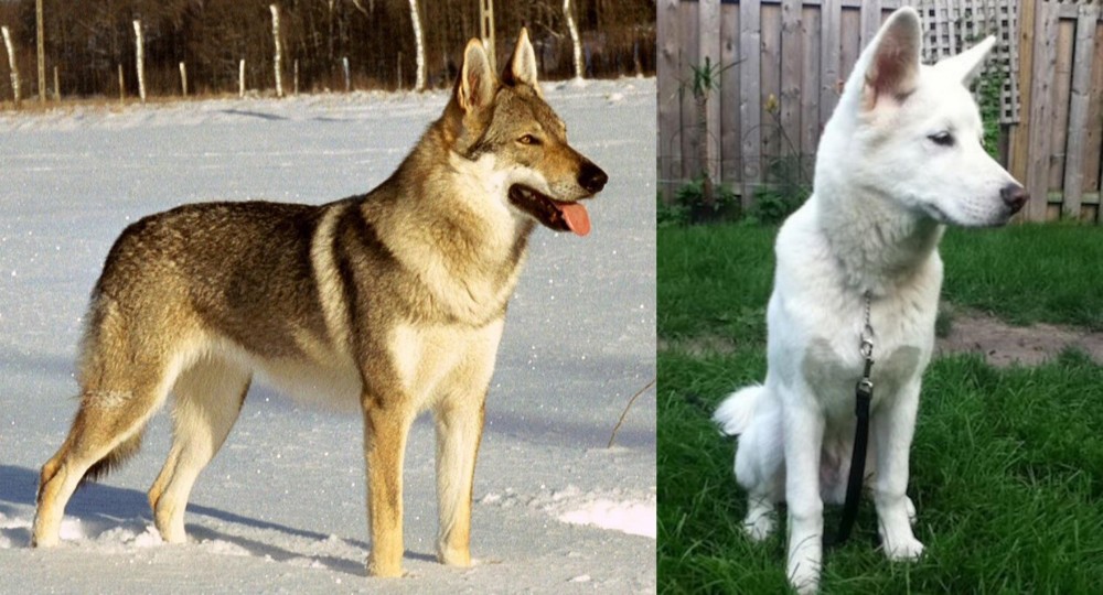 Phung San vs Czechoslovakian Wolfdog - Breed Comparison