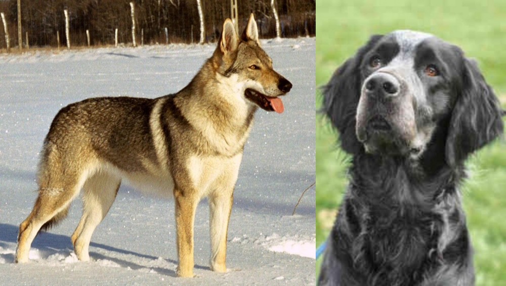Picardy Spaniel vs Czechoslovakian Wolfdog - Breed Comparison