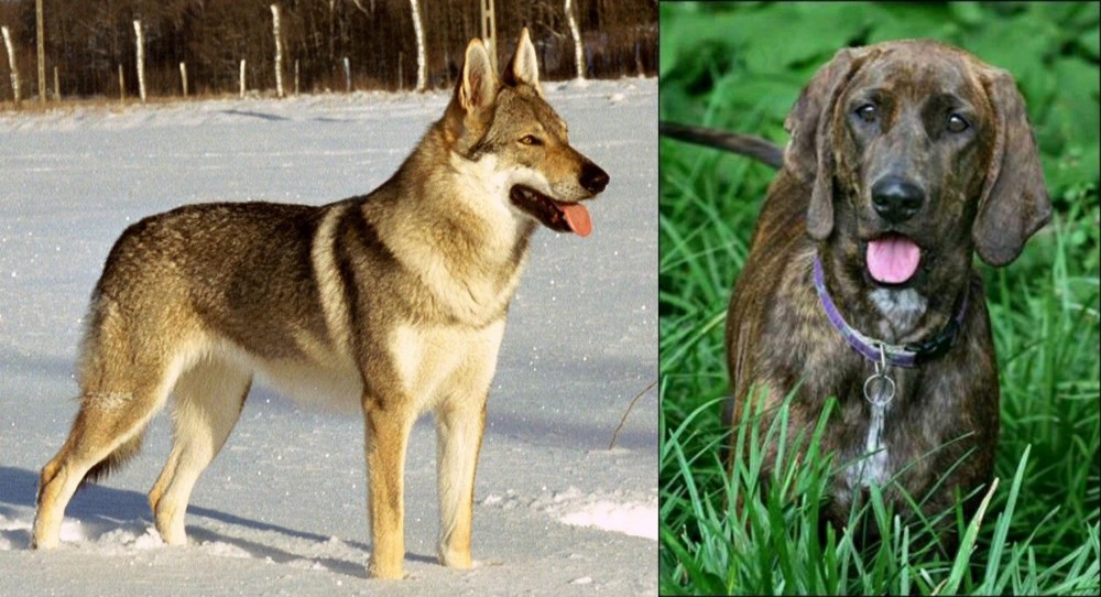 Plott Hound vs Czechoslovakian Wolfdog - Breed Comparison