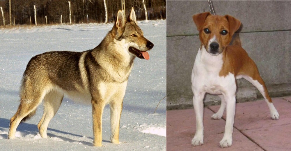 Plummer Terrier vs Czechoslovakian Wolfdog - Breed Comparison