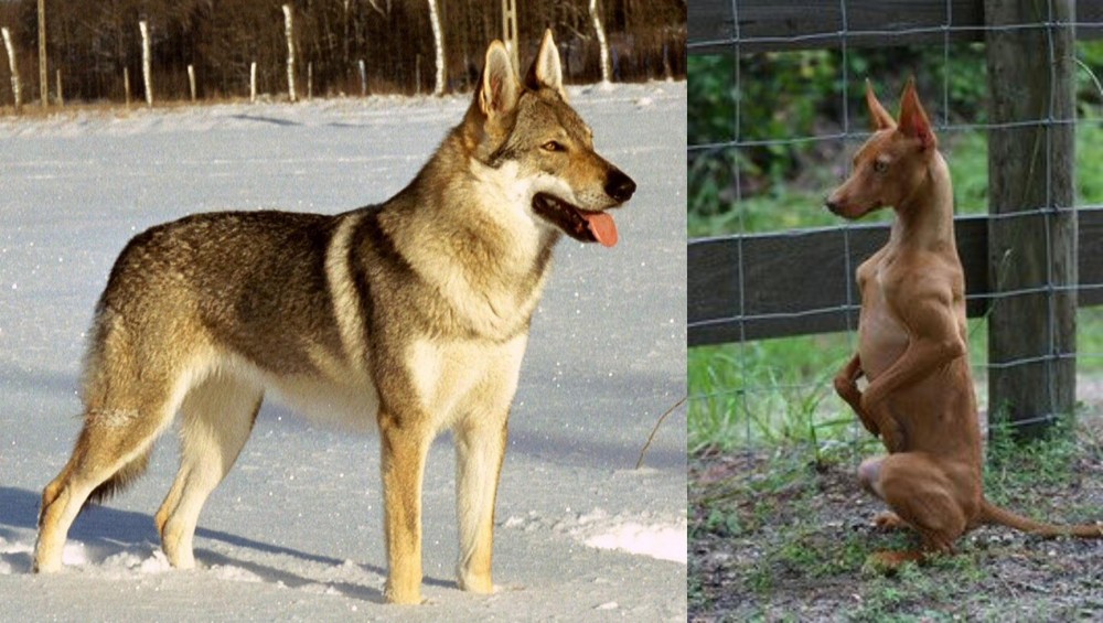 Podenco Andaluz vs Czechoslovakian Wolfdog - Breed Comparison