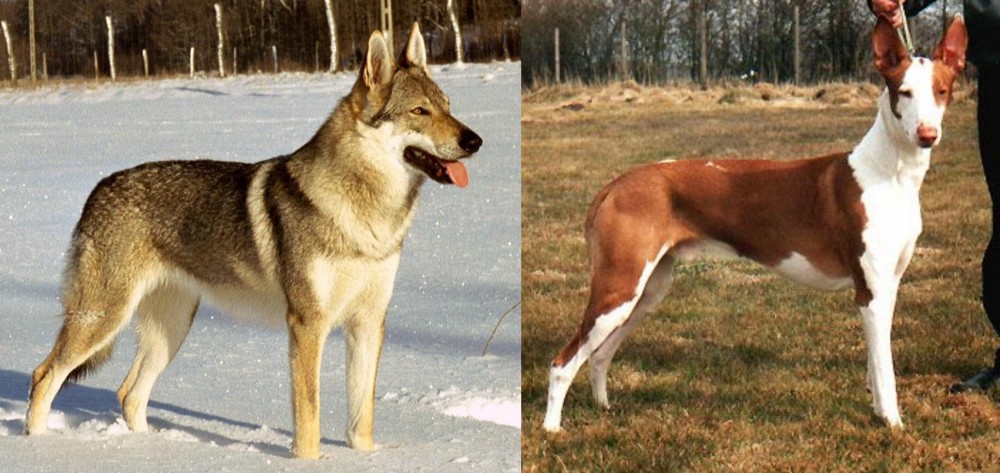 Podenco Canario vs Czechoslovakian Wolfdog - Breed Comparison