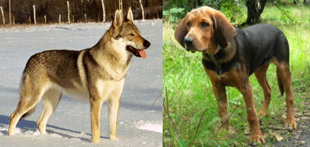 Polish Hound vs Czechoslovakian Wolfdog - Breed Comparison