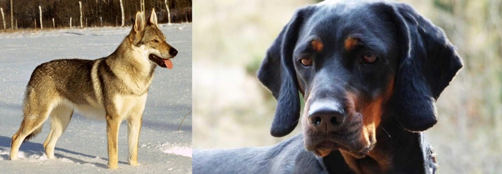 Polish Hunting Dog vs Czechoslovakian Wolfdog - Breed Comparison