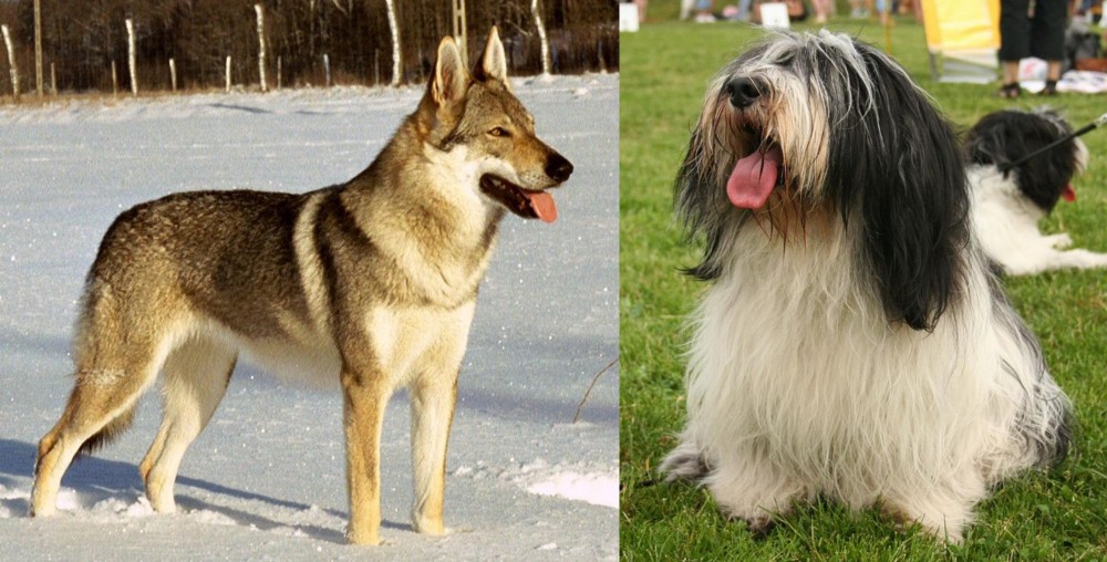 Polish Lowland Sheepdog vs Czechoslovakian Wolfdog - Breed Comparison