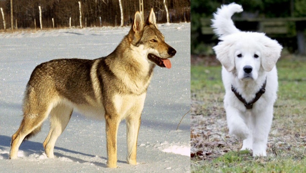 Polish Tatra Sheepdog vs Czechoslovakian Wolfdog - Breed Comparison