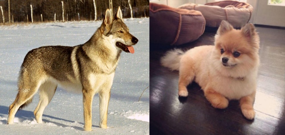 Pomeranian vs Czechoslovakian Wolfdog - Breed Comparison