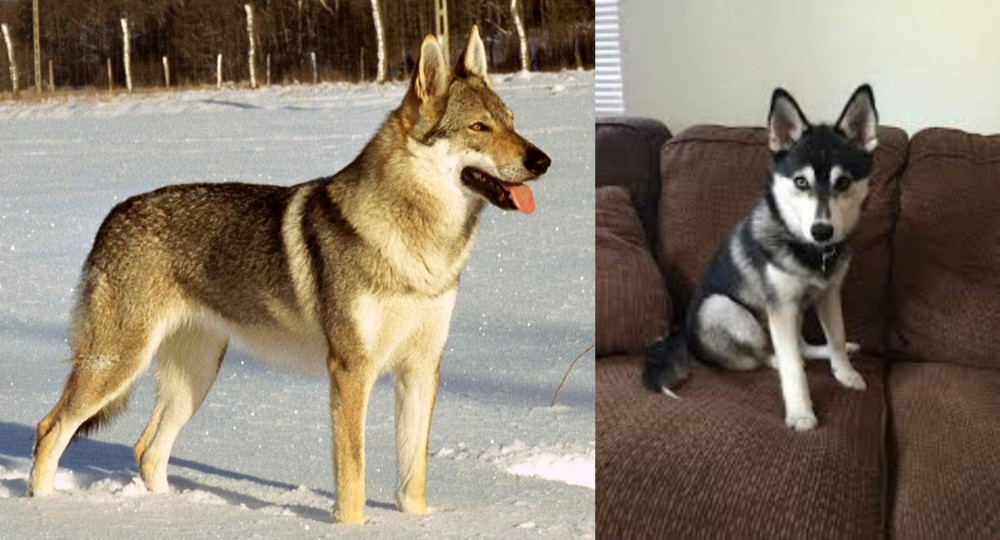 Pomsky vs Czechoslovakian Wolfdog - Breed Comparison