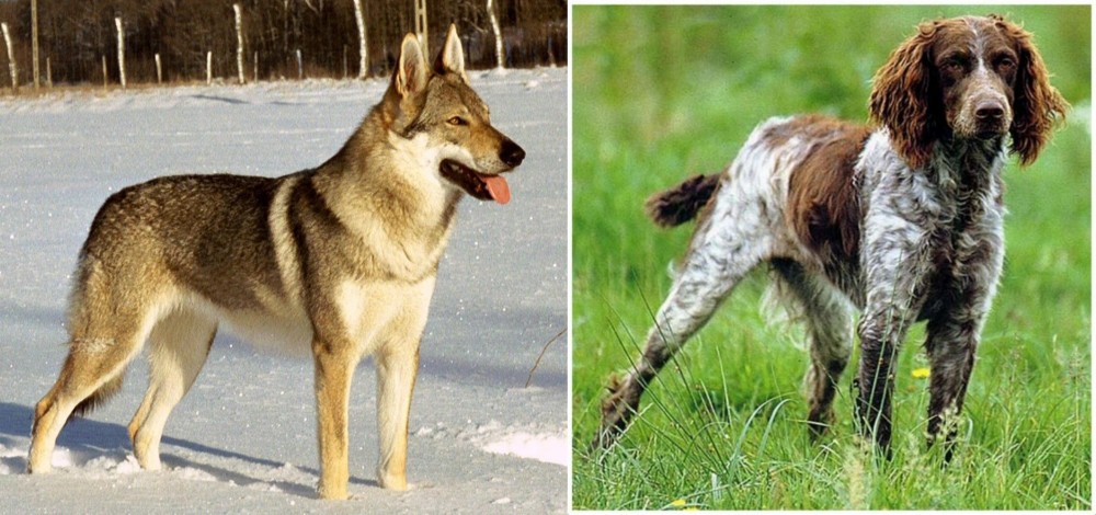 Pont-Audemer Spaniel vs Czechoslovakian Wolfdog - Breed Comparison