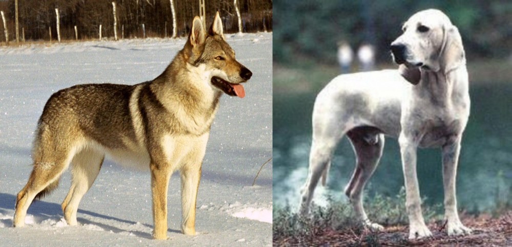 Porcelaine vs Czechoslovakian Wolfdog - Breed Comparison