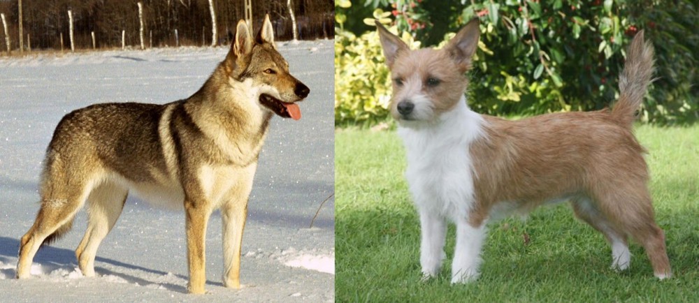 Portuguese Podengo vs Czechoslovakian Wolfdog - Breed Comparison