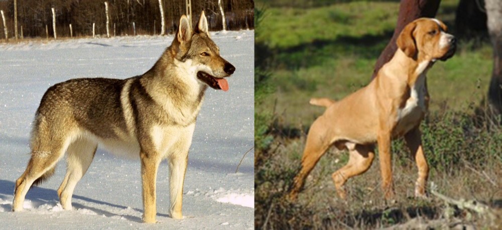 Portuguese Pointer vs Czechoslovakian Wolfdog - Breed Comparison