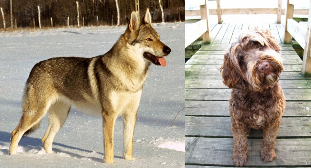 Portuguese Water Dog vs Czechoslovakian Wolfdog - Breed Comparison