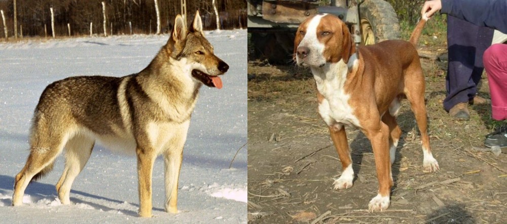 Posavac Hound vs Czechoslovakian Wolfdog - Breed Comparison