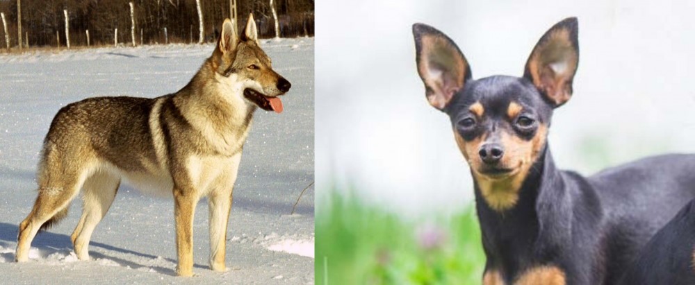 Prazsky Krysarik vs Czechoslovakian Wolfdog - Breed Comparison
