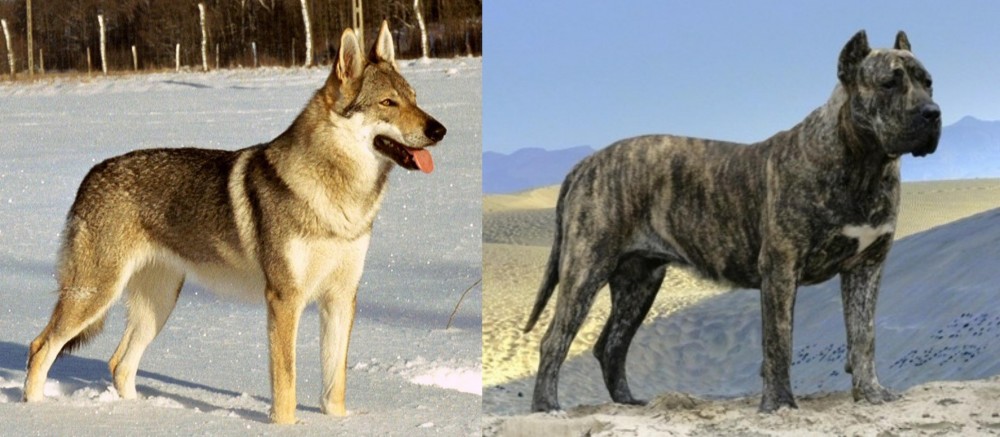 Presa Canario vs Czechoslovakian Wolfdog - Breed Comparison