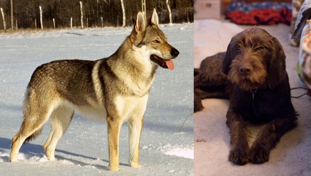 Pudelpointer vs Czechoslovakian Wolfdog - Breed Comparison