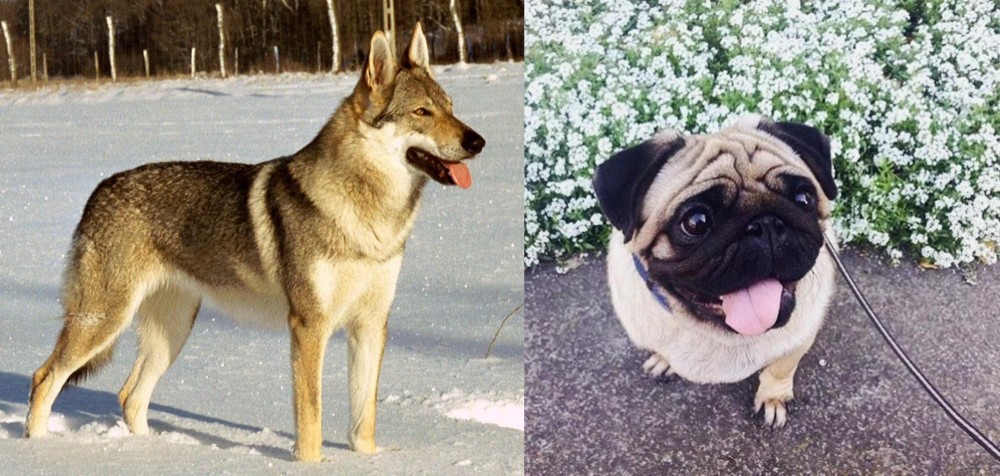 Pug vs Czechoslovakian Wolfdog - Breed Comparison