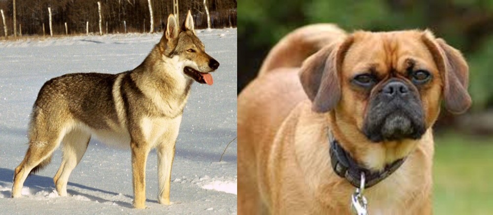 Pugalier vs Czechoslovakian Wolfdog - Breed Comparison