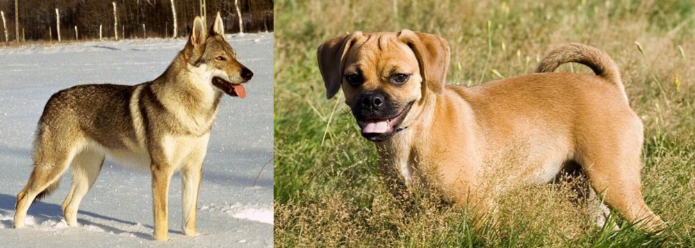 Puggle vs Czechoslovakian Wolfdog - Breed Comparison