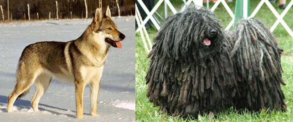 Puli vs Czechoslovakian Wolfdog - Breed Comparison