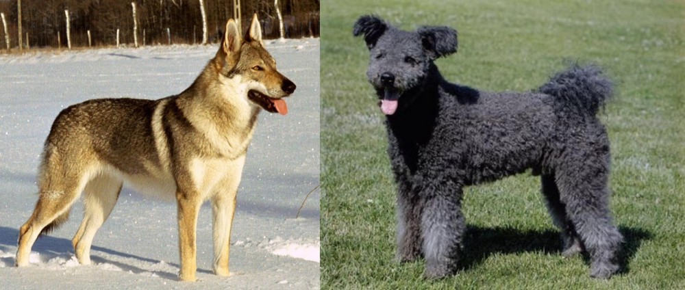 Pumi vs Czechoslovakian Wolfdog - Breed Comparison