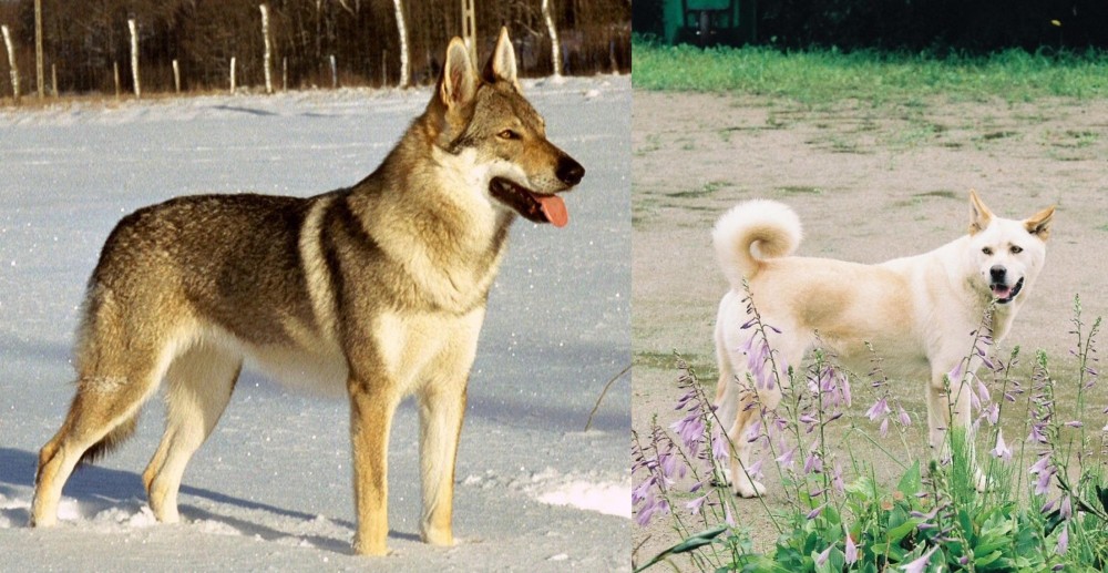 Pungsan Dog vs Czechoslovakian Wolfdog - Breed Comparison
