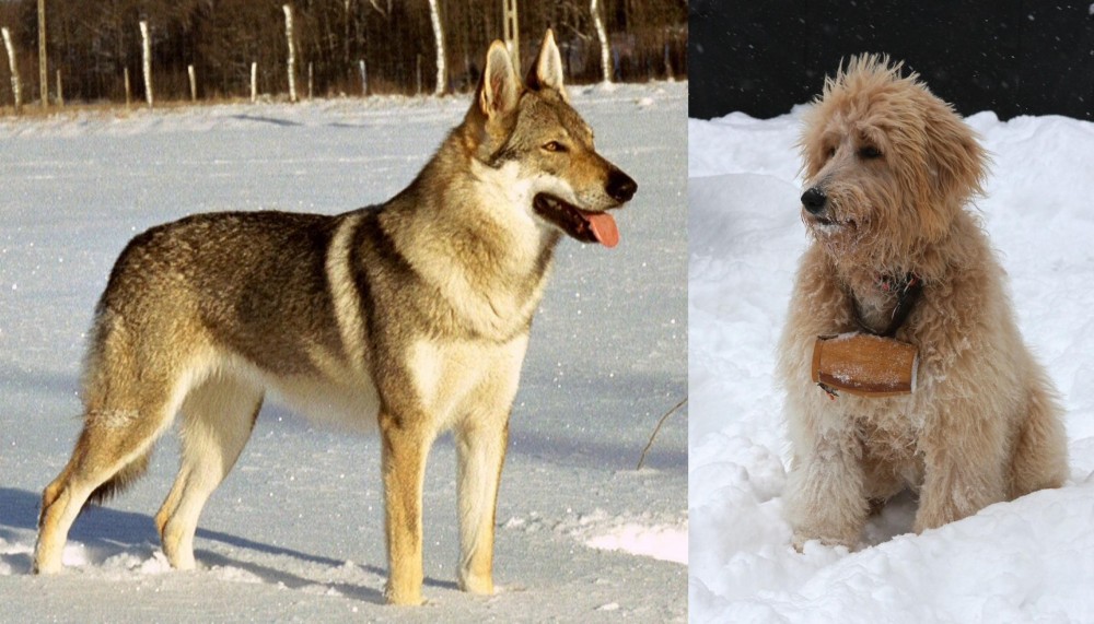 Pyredoodle vs Czechoslovakian Wolfdog - Breed Comparison