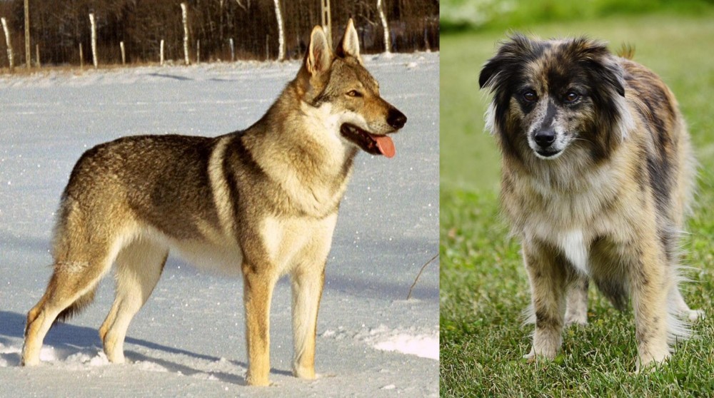 Pyrenean Shepherd vs Czechoslovakian Wolfdog - Breed Comparison