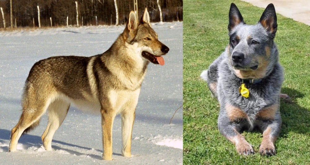 Queensland Heeler vs Czechoslovakian Wolfdog - Breed Comparison