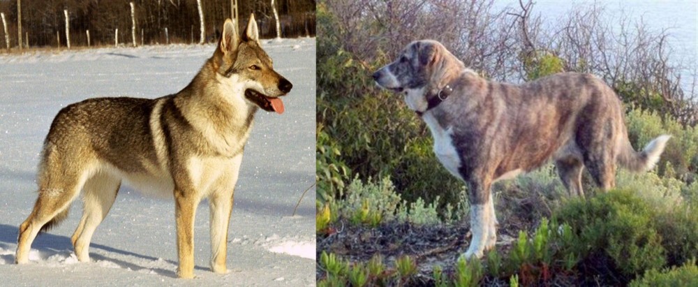 Rafeiro do Alentejo vs Czechoslovakian Wolfdog - Breed Comparison