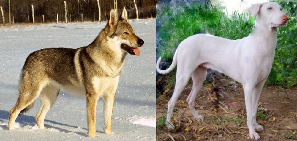 Rajapalayam vs Czechoslovakian Wolfdog - Breed Comparison