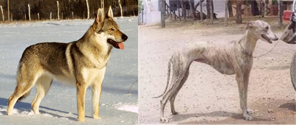 Rampur Greyhound vs Czechoslovakian Wolfdog - Breed Comparison