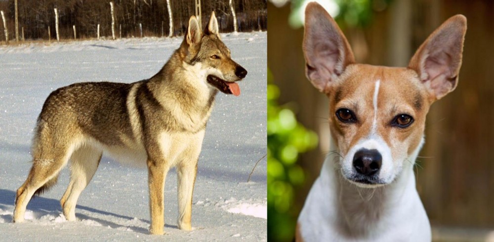 Rat Terrier vs Czechoslovakian Wolfdog - Breed Comparison