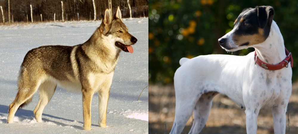 Ratonero Bodeguero Andaluz vs Czechoslovakian Wolfdog - Breed Comparison
