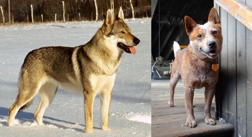 Red Heeler vs Czechoslovakian Wolfdog - Breed Comparison