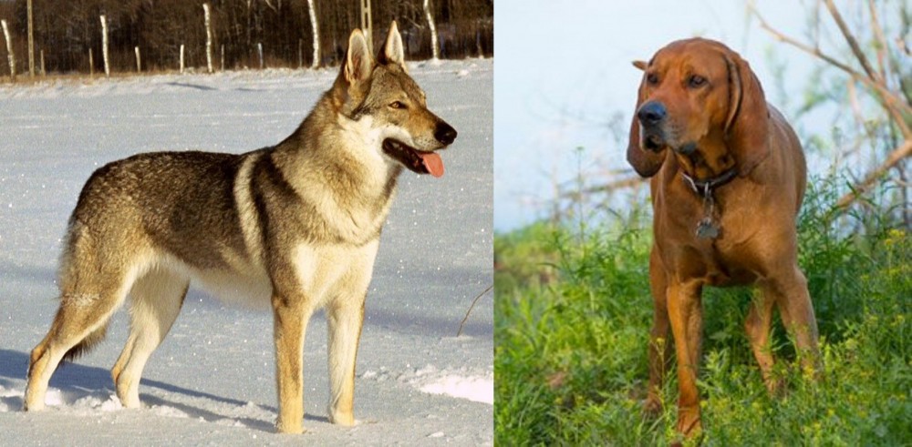 Redbone Coonhound vs Czechoslovakian Wolfdog - Breed Comparison