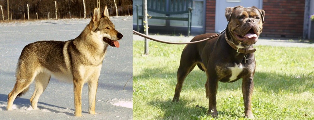 Renascence Bulldogge vs Czechoslovakian Wolfdog - Breed Comparison