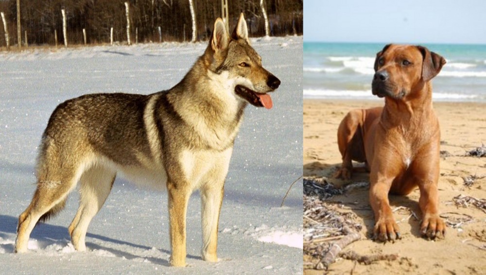 Rhodesian Ridgeback vs Czechoslovakian Wolfdog - Breed Comparison
