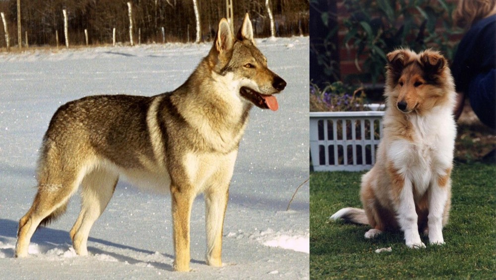 Rough Collie vs Czechoslovakian Wolfdog - Breed Comparison