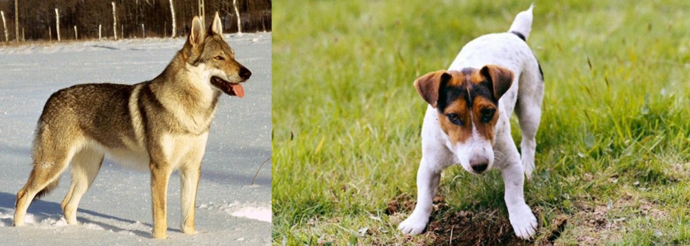 Russell Terrier vs Czechoslovakian Wolfdog - Breed Comparison