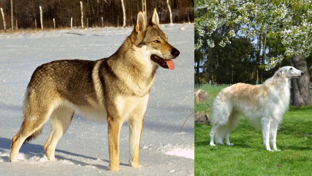 Russian Hound vs Czechoslovakian Wolfdog - Breed Comparison