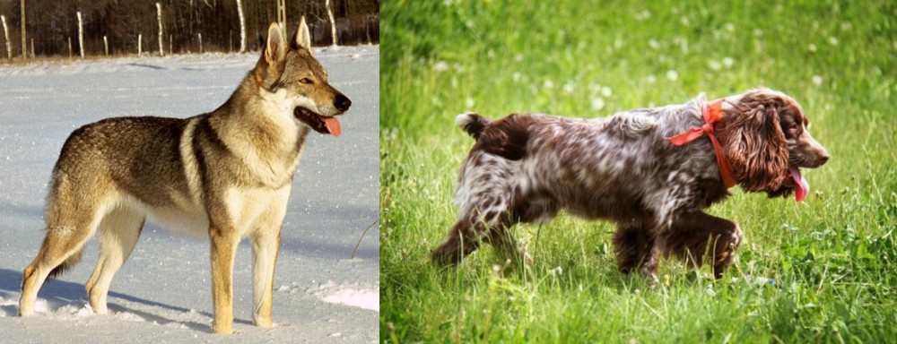 Russian Spaniel vs Czechoslovakian Wolfdog - Breed Comparison
