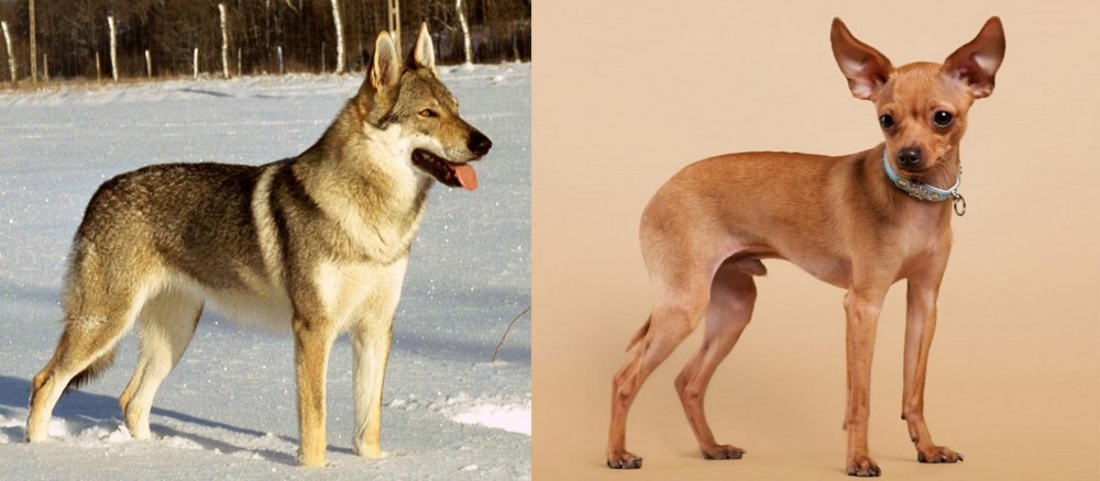 Russian Toy Terrier vs Czechoslovakian Wolfdog - Breed Comparison